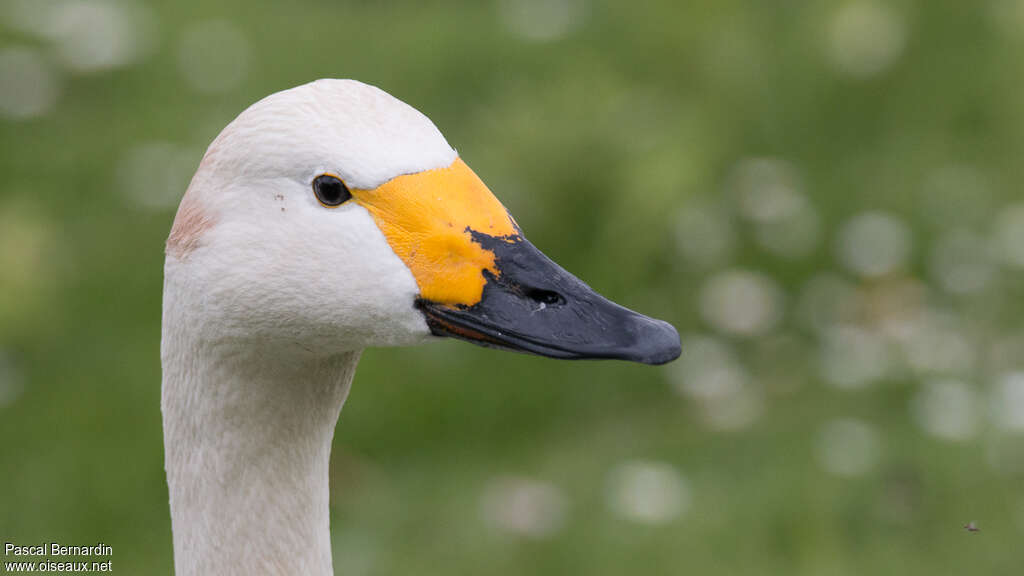 Tundra Swan, close-up portrait