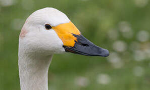 Tundra Swan