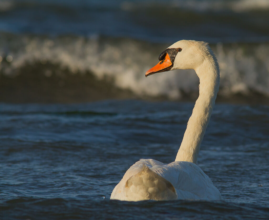 Mute Swan