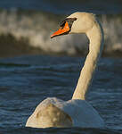 Cygne tuberculé