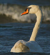 Mute Swan