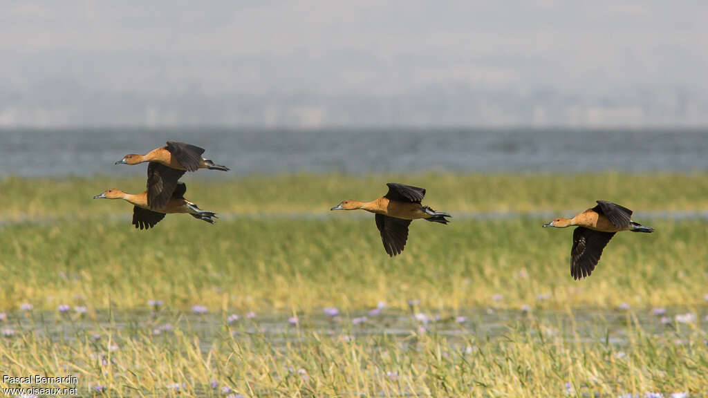 Dendrocygne fauveadulte, Vol