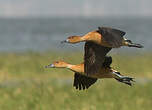 Dendrocygne fauve