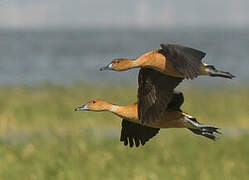 Fulvous Whistling Duck