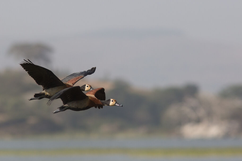 White-faced Whistling Duck