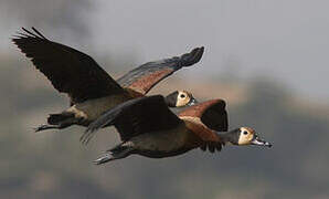 White-faced Whistling Duck