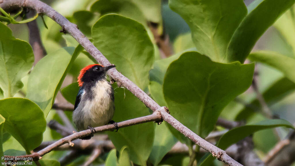 Scarlet-backed Flowerpecker male adult, close-up portrait