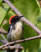 Scarlet-backed Flowerpecker