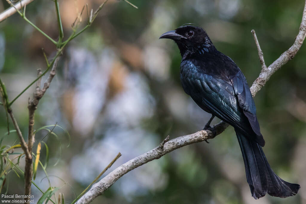 Drongo à crinière, identification