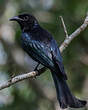 Drongo à crinière