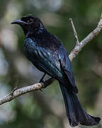 Drongo à crinière