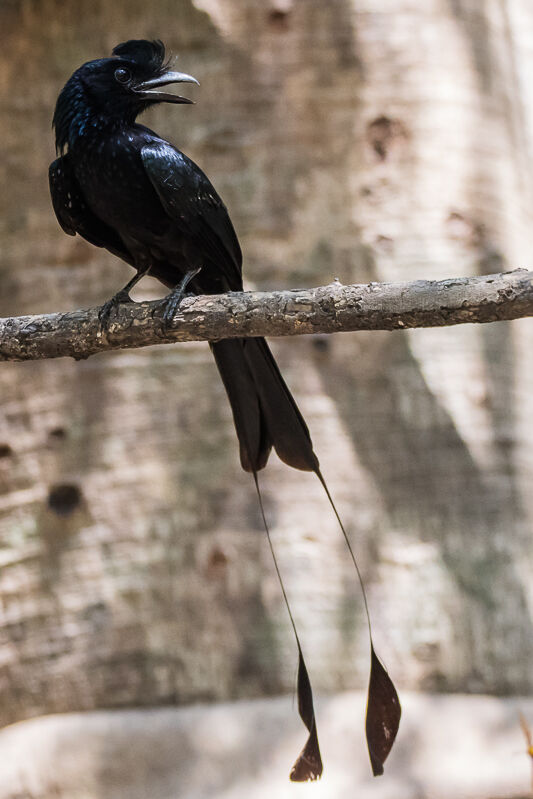 Drongo à raquettes, identification, portrait