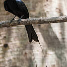 Drongo à raquettes