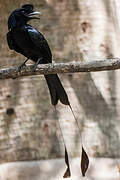 Drongo à raquettes