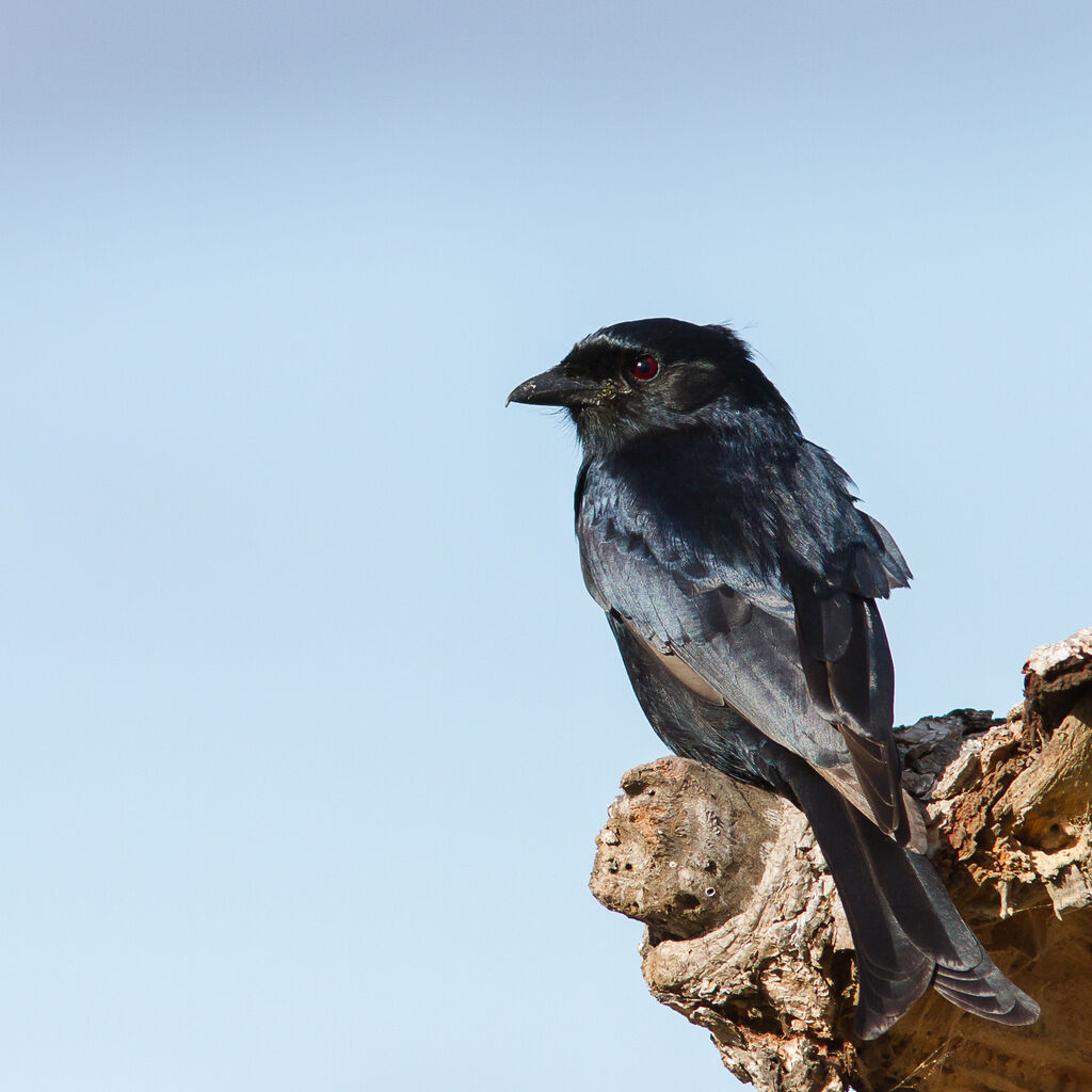 Fork-tailed Drongo