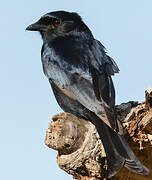 Fork-tailed Drongo