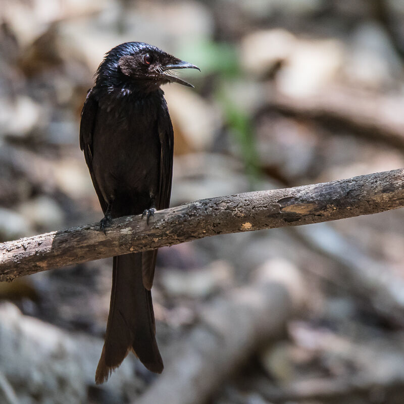 Drongo bronzé, identification, portrait