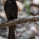 Drongo bronzé