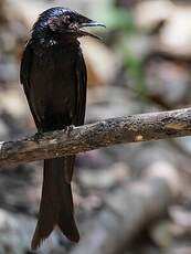 Drongo bronzé