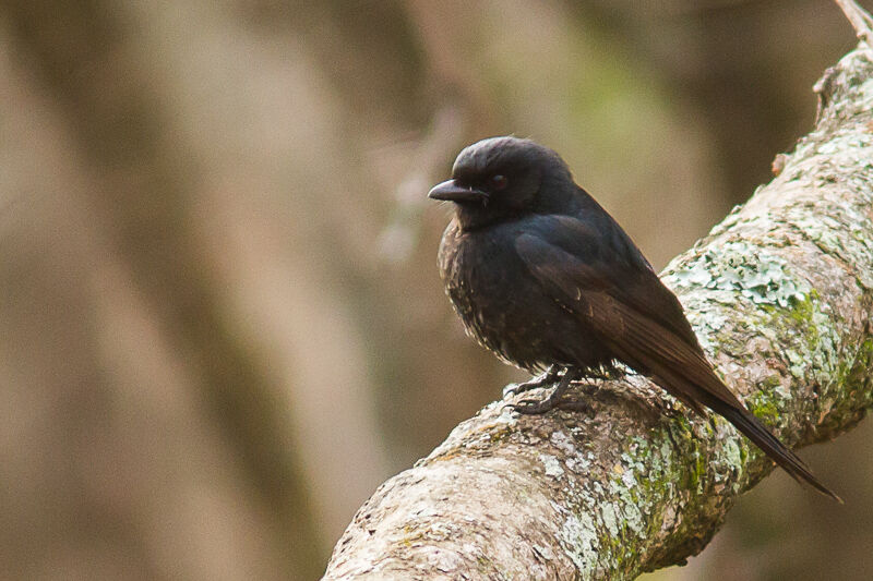 Common Square-tailed Drongo