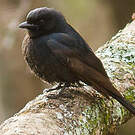Drongo de Ludwig
