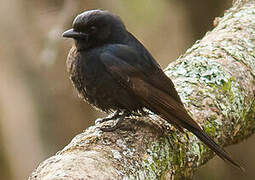 Square-tailed Drongo