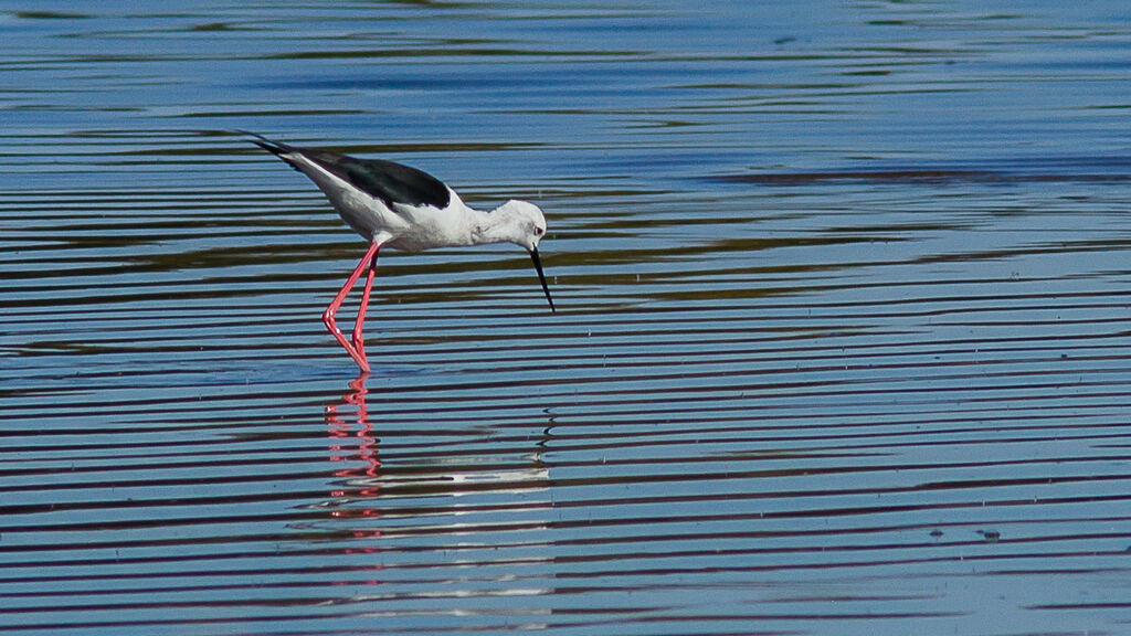 Black-winged Stilt