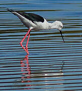 Black-winged Stilt