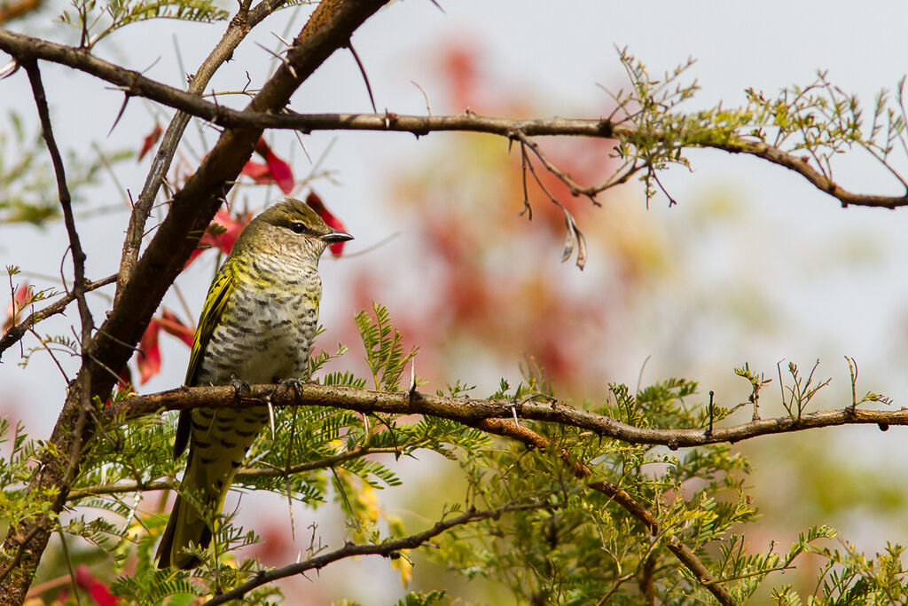 Black Cuckooshrike