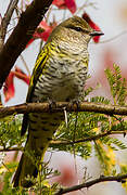 Black Cuckooshrike