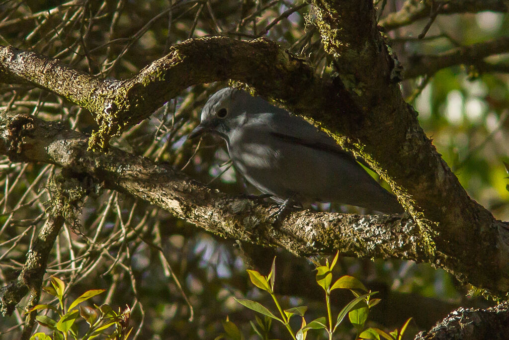 Grey Cuckooshrike