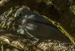 Grey Cuckooshrike