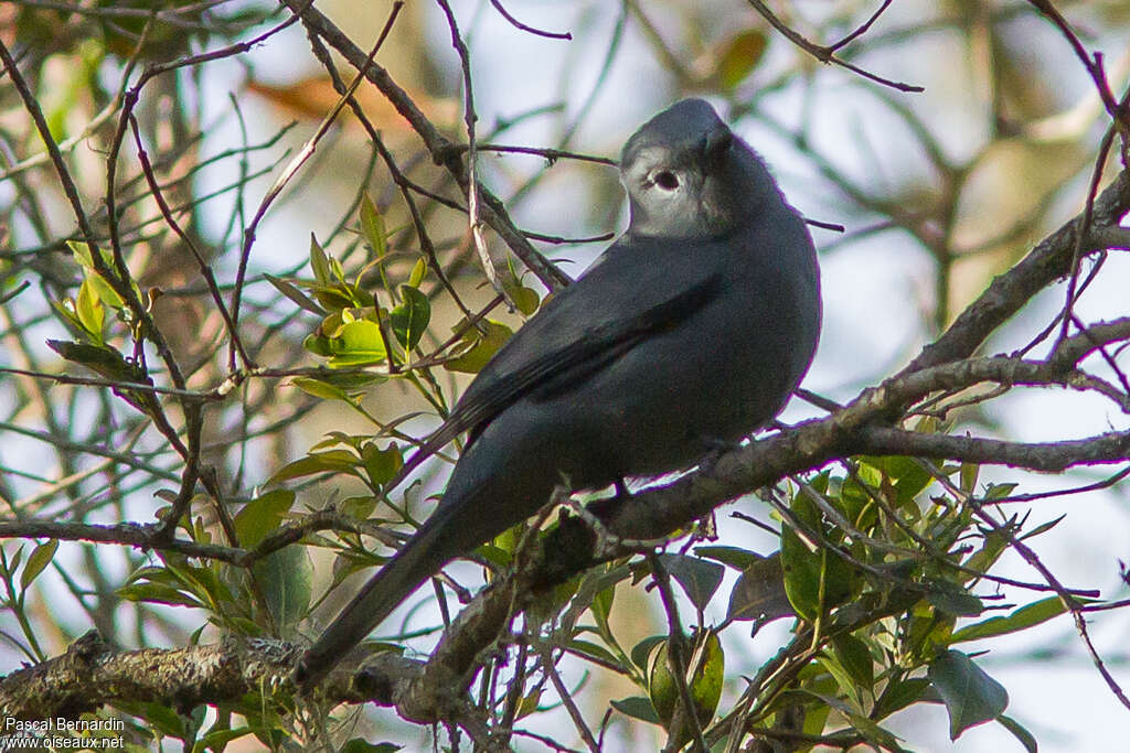 Grey Cuckooshrikeadult, identification