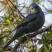 Grey Cuckooshrike