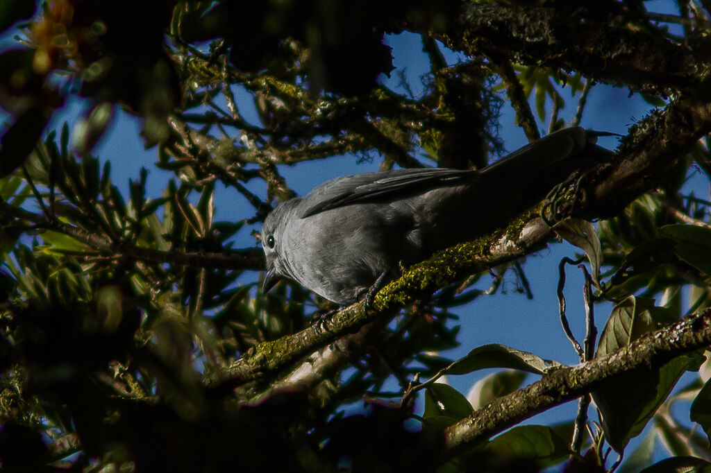 Échenilleur gris