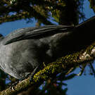 Échenilleur gris