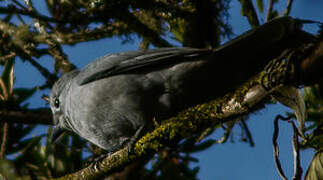 Grey Cuckooshrike