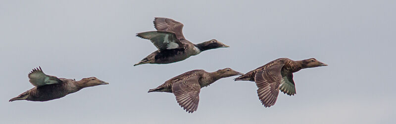 Common Eider