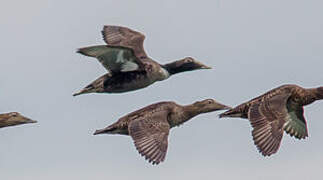 Common Eider