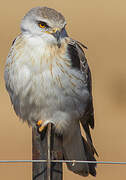 Black-winged Kite