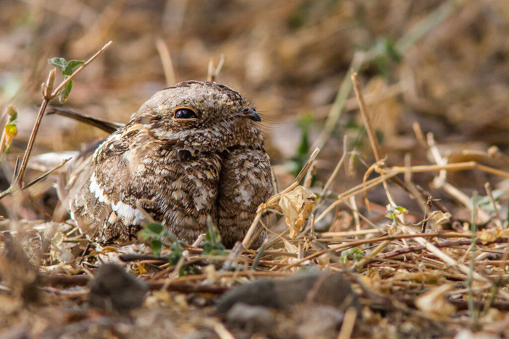 Slender-tailed Nightjar