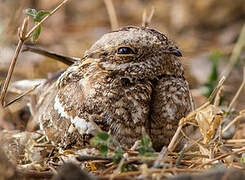 Slender-tailed Nightjar