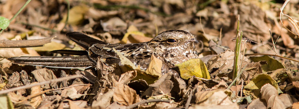 Slender-tailed Nightjar