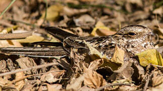 Slender-tailed Nightjar