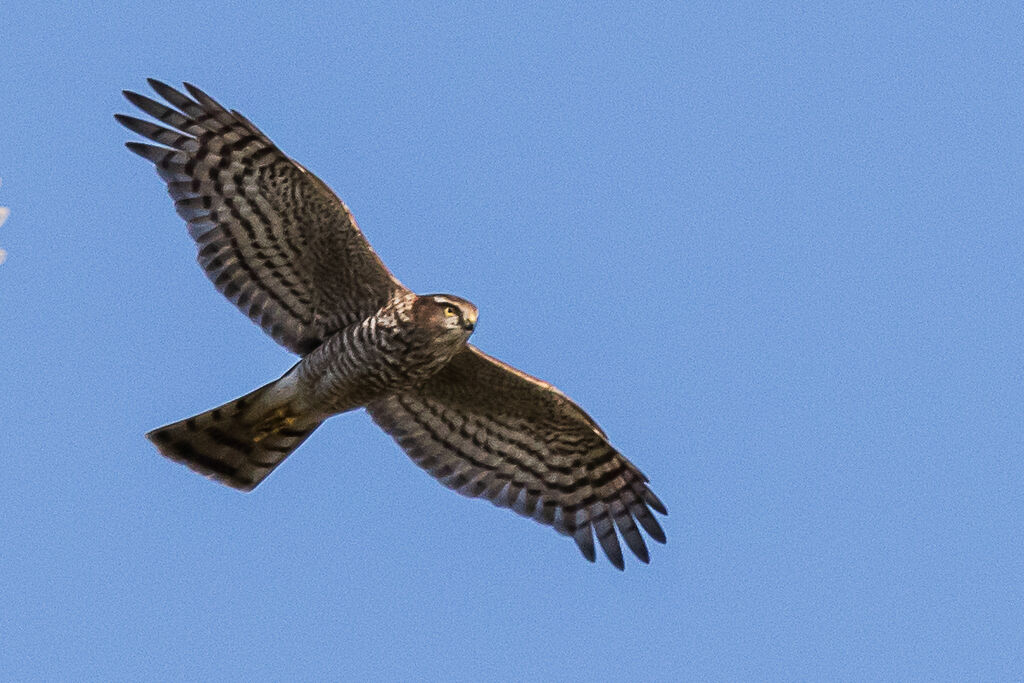 Eurasian Sparrowhawk