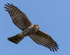 Eurasian Sparrowhawk