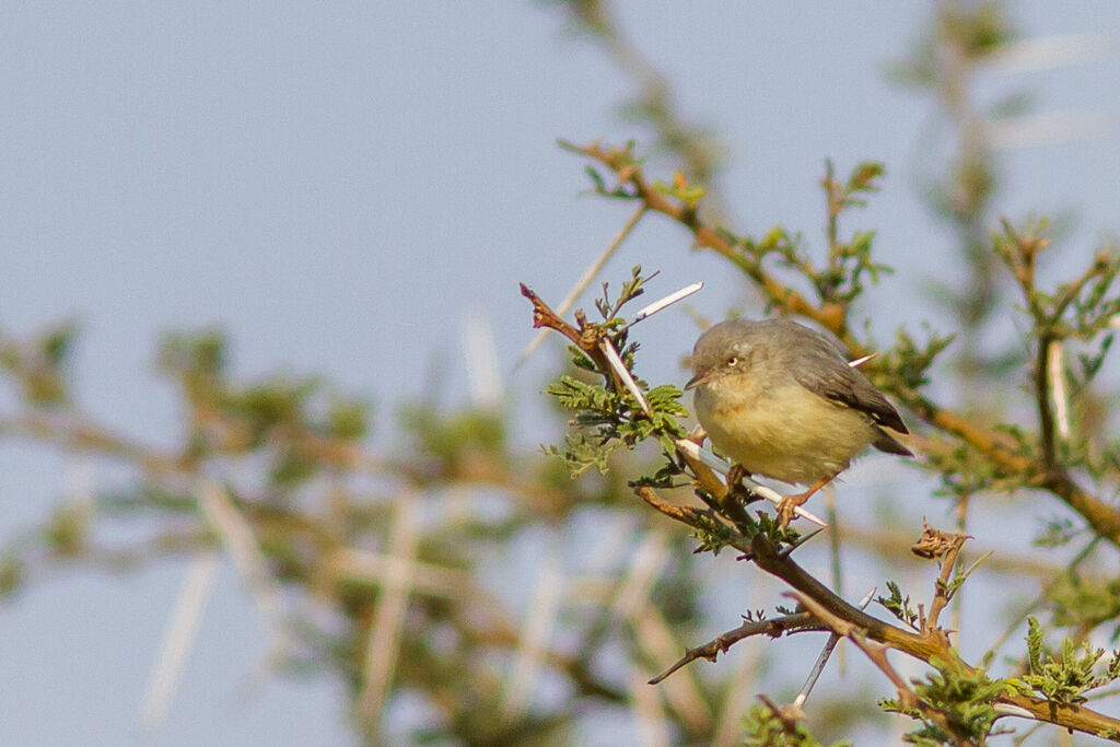 Burnt-necked Eremomela