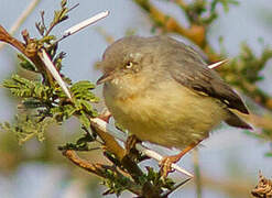 Burnt-necked Eremomela