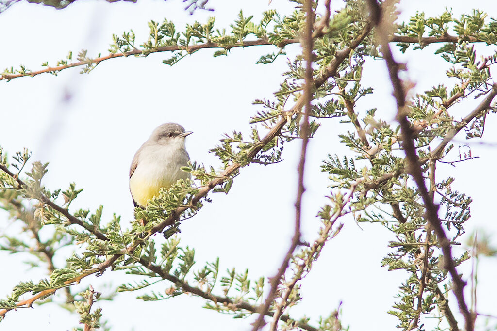 Yellow-bellied Eremomela