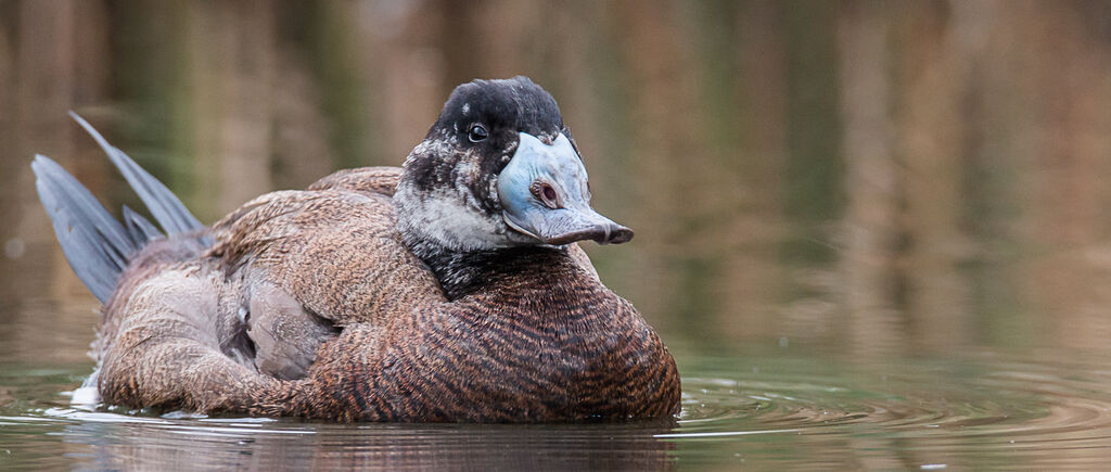 White-headed Duck